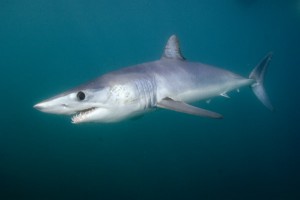 Shortfin Mako Shark 052