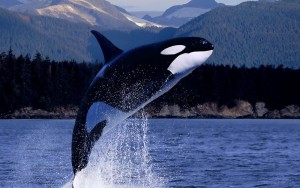 hd-orca-killer-whale-wallpaper-with-a-orca-killer-whale-jumping-out-of-the-water-hd-orca-wallpapers-backgrounds-pictures-photos